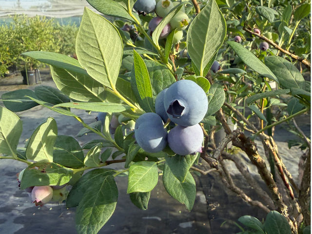 �u���[�x���[���_�� T&A berry ���v��