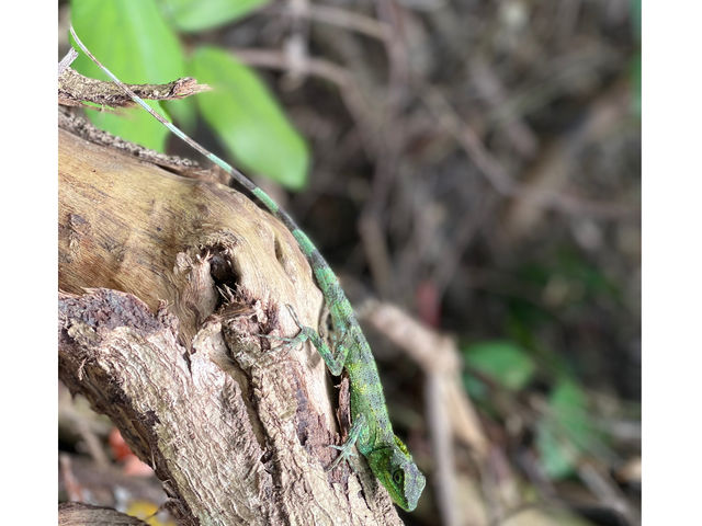 �u�I�L�i���L�m�{���g�J�Q�v
�^���ǂ���΃c�A�[���ɂ���Ȓ������������ɏo��邩���H�H_�����o�����`���[����X