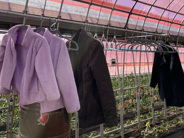 �t���[�c�����h���܂���