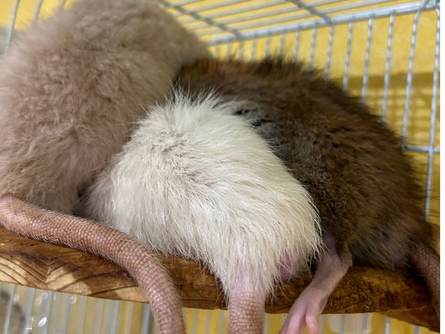 ������A�������񂿂Ⴍ�A�����(�t�@���V�[���b�g)_�A�j�}���J�t�F�Ă�Ă�ڂ���