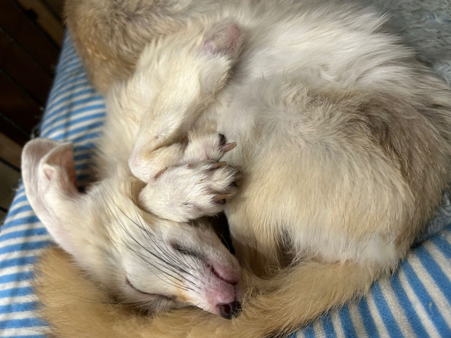 �t�F�l�b�N(�����[)_�A�j�}���J�t�F�Ă�Ă�ڂ���