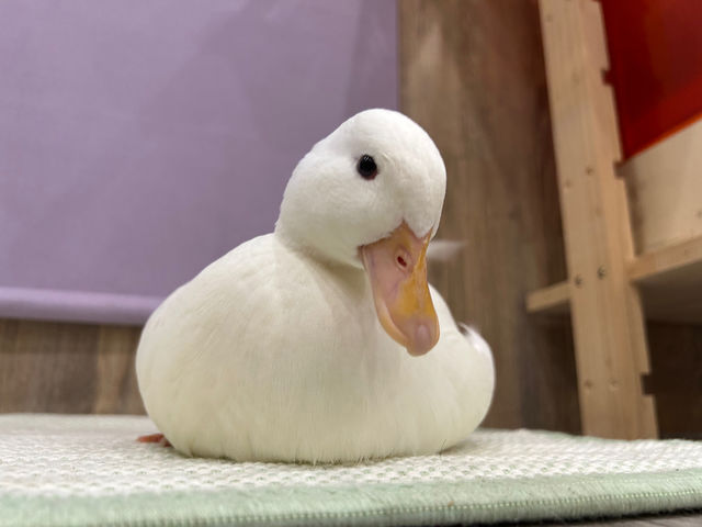 �K�[�����(�R�[���_�b�N)_�A�j�}���J�t�F�Ă�Ă�ڂ���