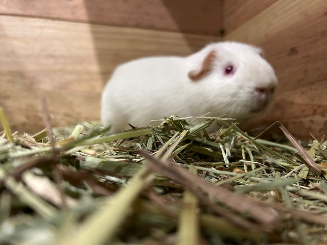 �������b�g(�_�C�t�N)_�A�j�}���J�t�F�Ă�Ă�ڂ���