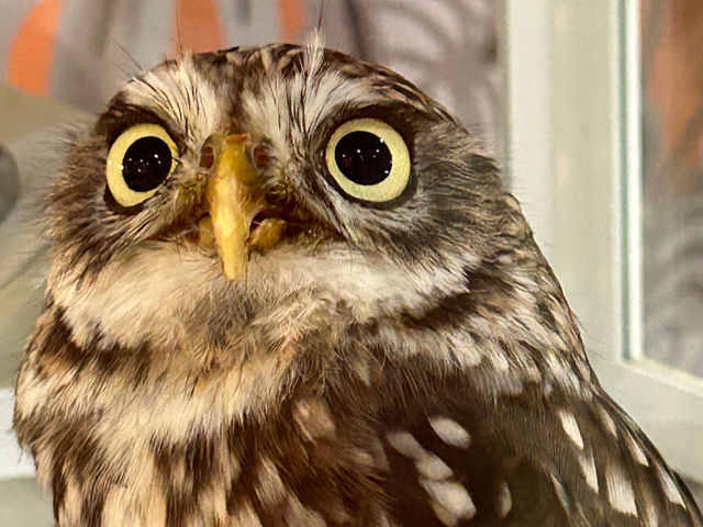 �A�j�}���J�t�F�Ă�Ă�ڂ���