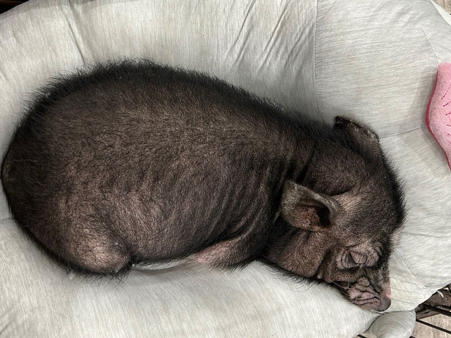 �A�j�}���J�t�F�Ă�Ă�ڂ���