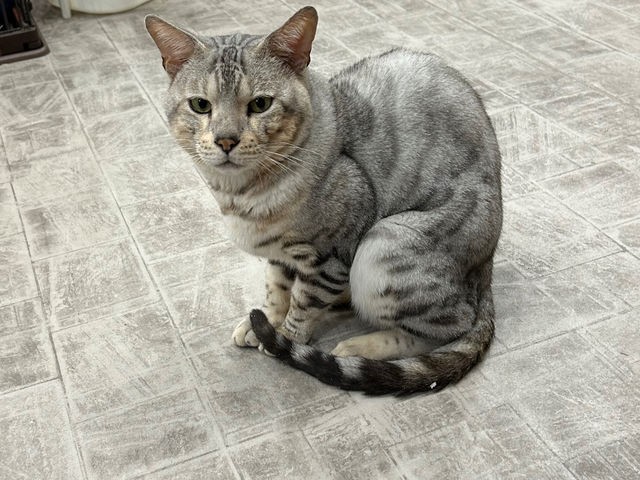 �A�j�}���J�t�F�Ă�Ă�ڂ���