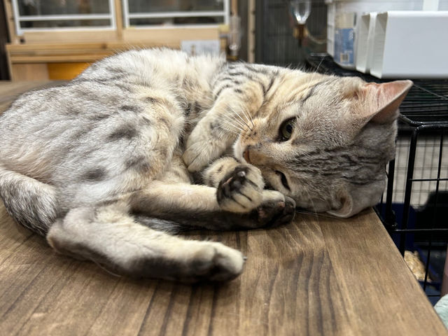 �A�j�}���J�t�F�Ă�Ă�ڂ���