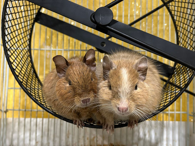 �A�j�}���J�t�F�Ă�Ă�ڂ���