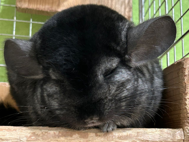 ���[�����(�`���`��)_�A�j�}���J�t�F�Ă�Ă�ڂ���