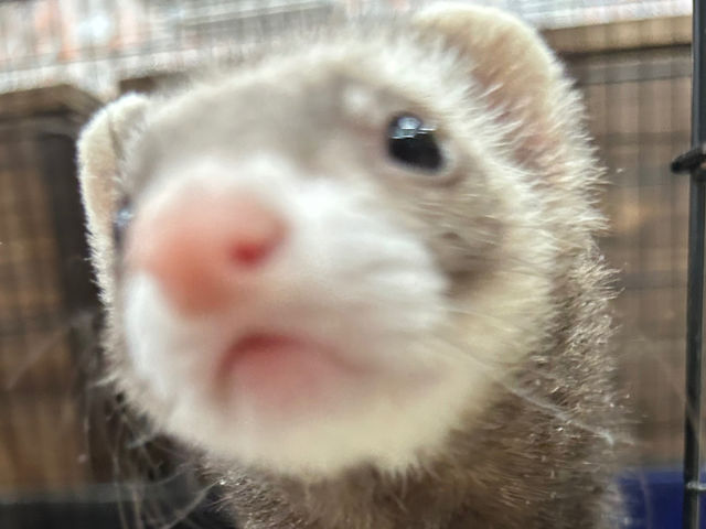 �V������(�}�[�V�����t�F���b�g)_�A�j�}���J�t�F�Ă�Ă�ڂ���