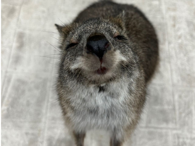 �`����(�p���}�����r�[)_�A�j�}���J�t�F�Ă�Ă�ڂ���