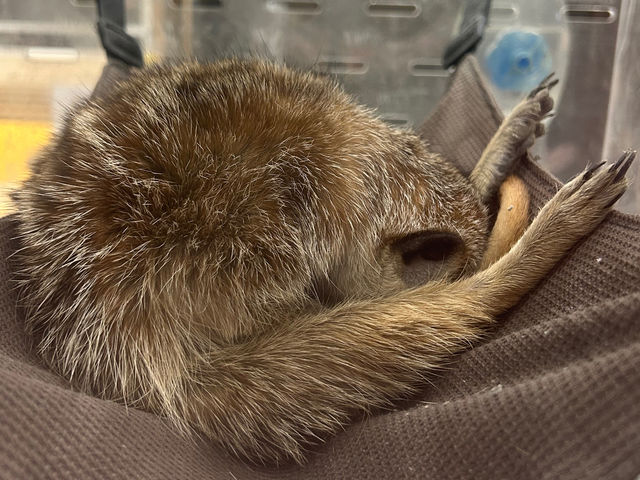 �e���e��(�~�[�A�L���b�g)_�A�j�}���J�t�F�Ă�Ă�ڂ���