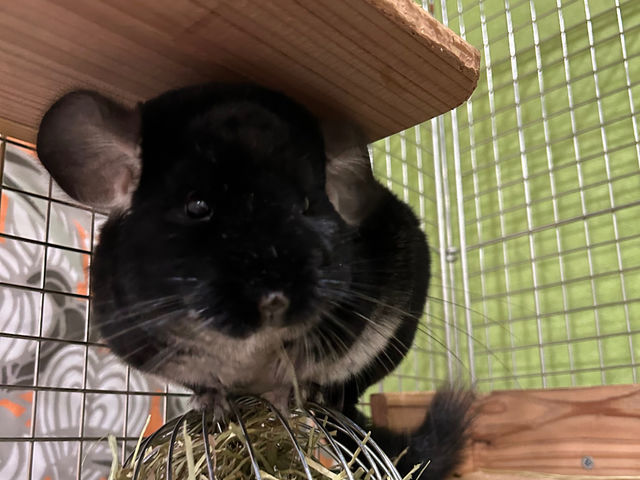 �`���`��(�`���R)_�A�j�}���J�t�F�Ă�Ă�ڂ���