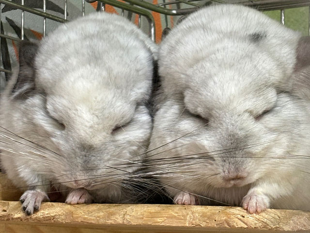 �G�h�A�A��(�`���`��)_�A�j�}���J�t�F�Ă�Ă�ڂ���