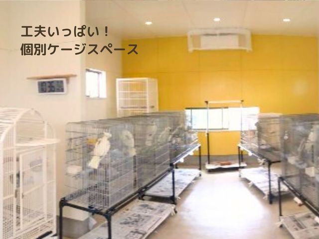 ��^�C���R�̉�