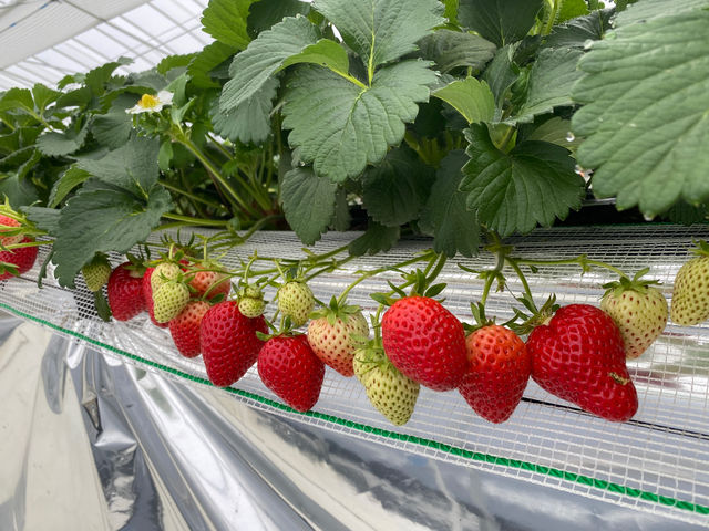 ���C���t�@�[��HYBRID ���򂢂����_��