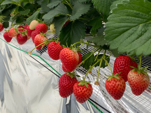 ���C���t�@�[��HYBRID ���򂢂����_��