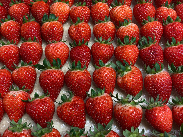 ���C���t�@�[��HYBRID ���򂢂����_��