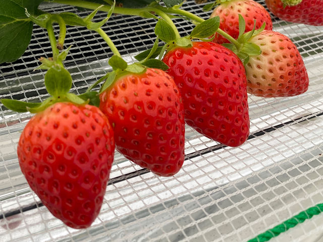 ���C���t�@�[��HYBRID ���򂢂����_��