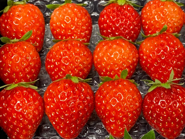 ���C���t�@�[��HYBRID ���򂢂����_��