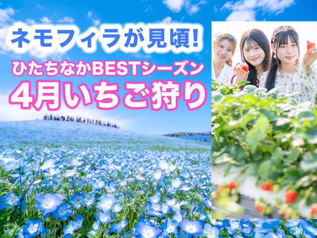 ICHIGOHOUSE HITACHINAKA�̎ʐ^1