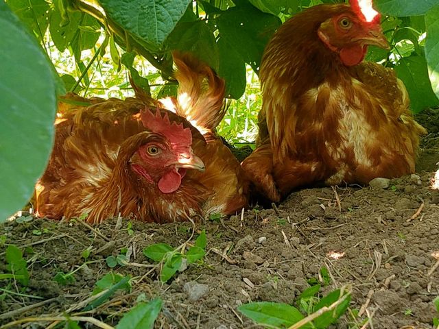 50�N�O�̔_�Ƒ̌�