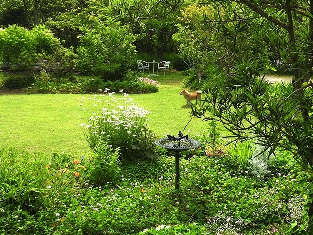 �Ő��ƃ����R_�����݃K�[�f�����g���[�g&�g�[�e���̉�