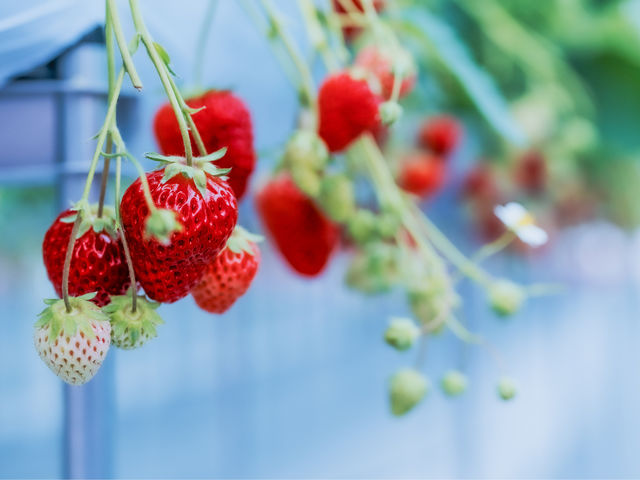 �X�g���x���[�t�@�[��BERRYBERRYBERRY