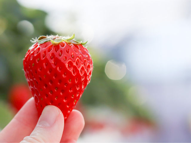�X�g���x���[�t�@�[��BERRYBERRYBERRY