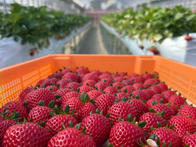 �X�g���x���[�t�@�[��BERRYBERRYBERRY