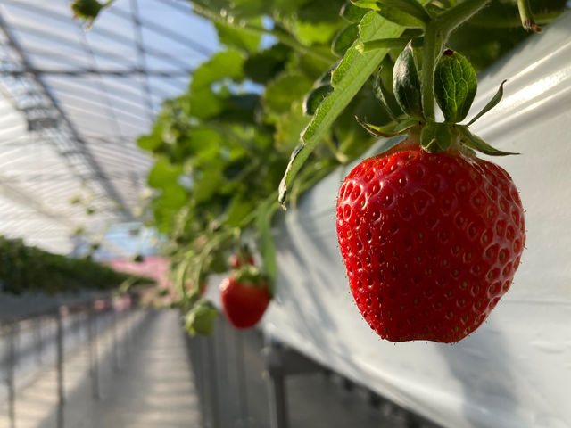 �X�g���x���[�t�@�[��BERRYBERRYBERRY
