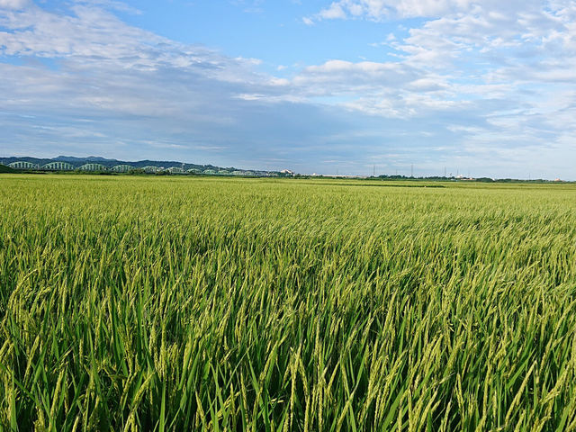 ���t�@�[���ň�V���R�V�q�J��_��Yoga.Style.