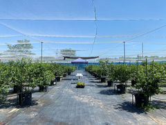 ブルーベリー狩り農園 T&A berry 長久手の写真1