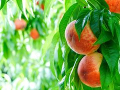 �t���[�c�����h���܂����̎ʐ^1