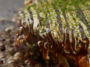 Dݏ S ċg ̐XeXX̎ʐ^1