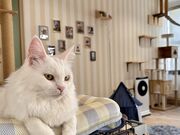 CAT CAFE ����neko �r�J���l�R�̎ʐ^1