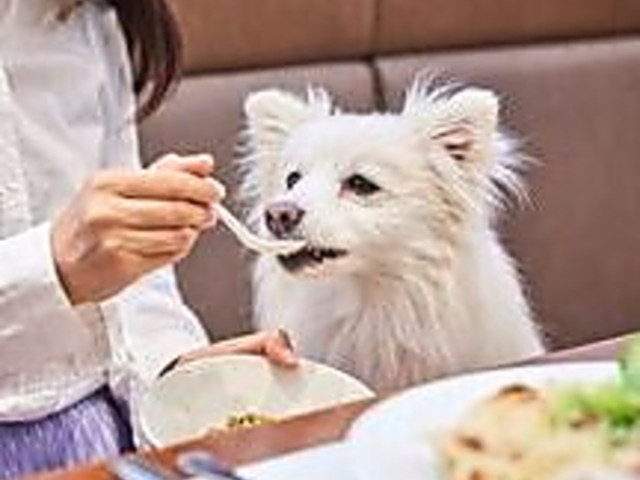 Wande Shiba fVo̎ʐ^1