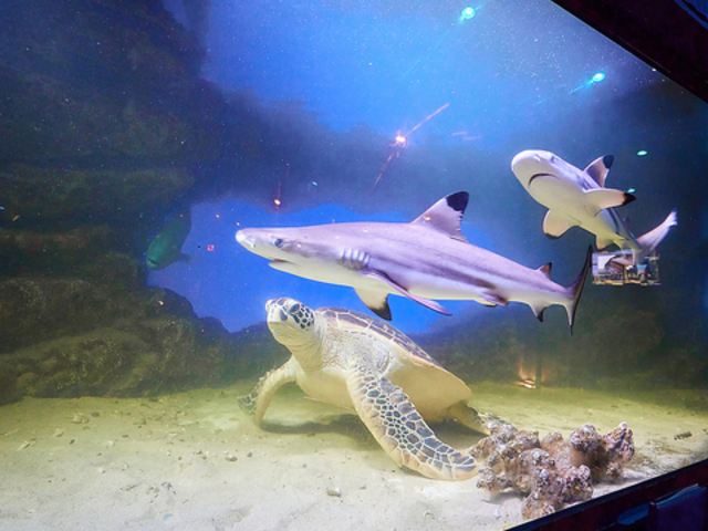 SHISHA CAFE & BAR Laule aEA̎ʐ^1