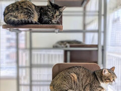 �ی�L�J�t�F �w�~���O�E�F�C�̎ʐ^1