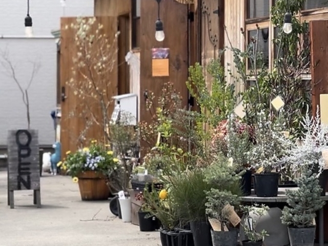 embrace olive GuCXI[u̎ʐ^1