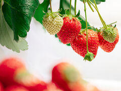 �U �`�F���V�[�̎ʐ^1