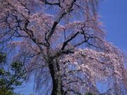 ���}���̎ʐ^1