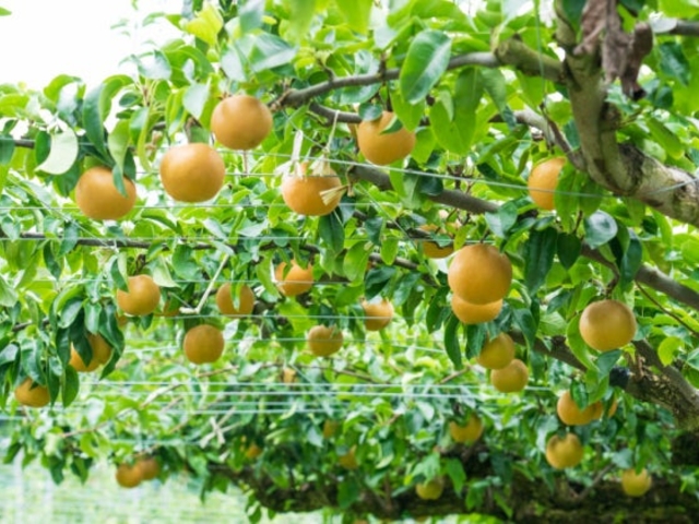 ���۔_���̎ʐ^1