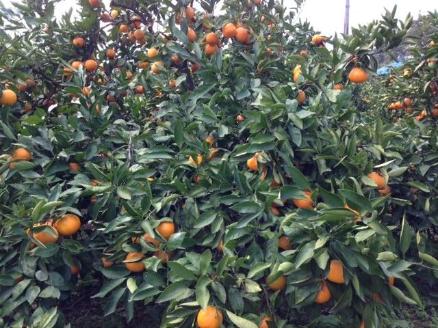 �֌��ό��_��