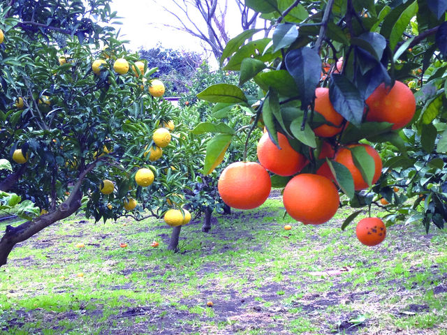 二ツ堀みかん園】アクセス・営業時間・料金情報 - じゃらんnet