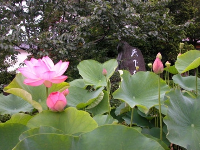 �@�ώ��^�͂��̎ʐ^1