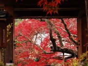 �_�U���̍g�t�̎ʐ^1