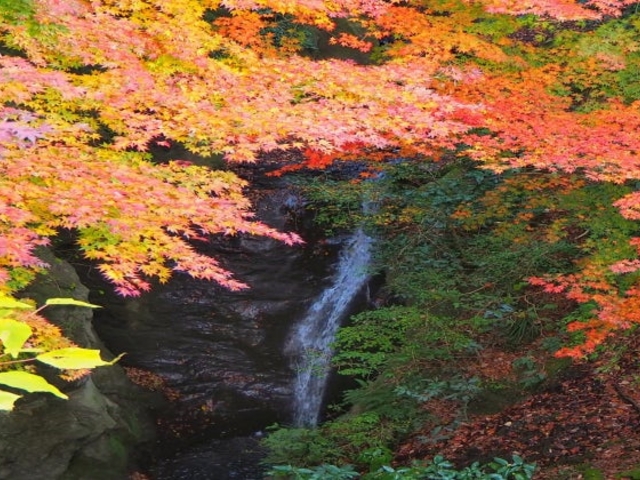 もみじロード】アクセス・営業時間・料金情報 - じゃらんnet