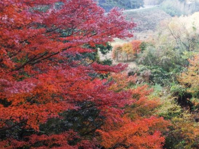 もみじロード】アクセス・営業時間・料金情報 - じゃらんnet