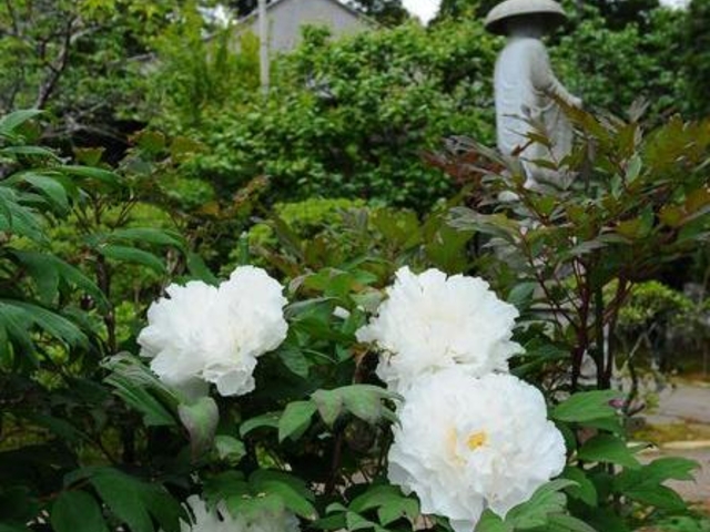 �ڂ���(�����@)